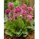 Bergenia Morgenrote - duża paczka! - 10 szt.