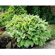 Funkia - Hosta Albomarginata - duża paczka! - 10 szt.