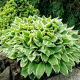 Funkia - Hosta Albomarginata