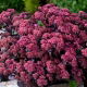 Rozchodnik Xenox - Sedum - sadzonka