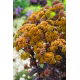 Rozchodnik Yellow Xenox - Sedum - sadzonka - duża paczka! - 10 szt.