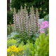 Akant miękki - Acanthus mollis - 1 szt.