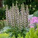 Akant miękki - Acanthus mollis - 1 szt.