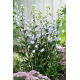 Tojad jasnoniebieski - Aconitum Cloudy - sadzonka - duża paczka! - 10 szt.