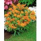 Trojeść bulwiasta - Tuberosa - sadzonka
