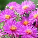 Aster krzaczasty - Anneke