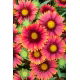 Gailardia Arizona Red Shades - sadzonka