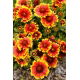 Gailardia Arizona Sun - sadzonka