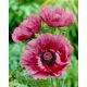 Mak wschodni - Patty's Plum - 1 szt.