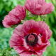 Mak wschodni - Patty's Plum - 1 szt.
