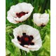 Mak wschodni - Perry's White - 1 szt.