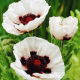 Mak wschodni - Perry's White - 1 szt.