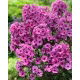 Floks (Phlox) - Płomyk wiechowaty - Classic Cassis - 1 szt.