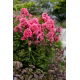 Floks (Phlox) - Płomyk wiechowaty - Cleopatra - 1 szt.