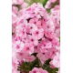 Floks (Phlox) - Płomyk wiechowaty - Picasso - 1 szt.