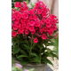 Floks (Phlox) - Płomyk wiechowaty - Grenadine Dream - 1 szt.