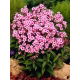 Floks (Phlox) - Płomyk wiechowaty - Miss Pepper - duża paczka! - 10 szt.