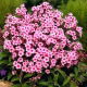 Floks (Phlox) - Płomyk wiechowaty - Miss Pepper - 1 szt.