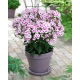 Floks (Phlox) - Płomyk wiechowaty - Swizzle - duża paczka! - 10 szt.