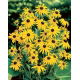 Rudbekia - Goldsturm - duża paczka! - 10 szt.
