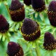 Rudbekia - Green Wizard - duża paczka! - 10 szt.