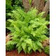 Paproć ogrodowa - Athyrium filix-femina - Wietlica samicza - 1 szt.