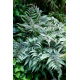 Paproć ogrodowa - Athyrium niponicum - Wietlica japońska - duża paczka! - 10 szt.