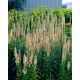 Naparstnica rdzawa - kremowa - 1 szt.