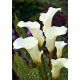 Calla białokremowa - Albomaculata - duża paczka! - 10 szt.