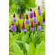 Pierwiosnek storczykowy - Primula vialii - sadzonka - duża paczka! - 10 szt.