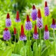 Pierwiosnek storczykowy - Primula vialii - sadzonka - duża paczka! - 10 szt.