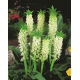 Lilia ananasowa - Eucomis autumnalis - duża paczka! - 20 szt.