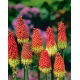 Kniphofia czerwono-żółta - Płonąca Pochodnia - duża paczka! - 10 szt.