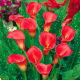 Calla czerwona - Red - duża paczka! - 10 szt.