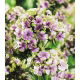 Floks (Phlox) - Płomyk wiechowaty - Sherbet Blend - duża paczka! - 10 szt.