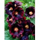 Malwa czarna - Alcea Nigra - duża paczka! - 10 szt.