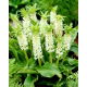 Lilia ananasowa - Eucomis autumnalis - GIGA paczka! - 100 szt.