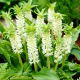 Lilia ananasowa - Eucomis autumnalis - GIGA paczka! - 100 szt.