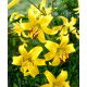 Lilia tygrysia - Yellow Tiger - 1 szt.