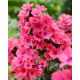 Floks (Phlox) - Płomyk wiechowaty - Windsor - 1 szt.