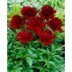 Piwonia, Paeonia - Red Charm - sadzonka