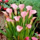 Calla Rehmannii - GIGA paczka! - 50 szt.