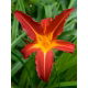 Liliowiec Autumn Red - duża paczka! - 10 szt.