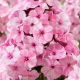 Floks (Phlox) - Płomyk wiechowaty - Picasso - duża paczka! - 10 szt.