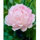 Piwonia, Paeonia - jasnoróżowa - sadzonka
