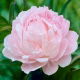 Piwonia, Paeonia - jasnoróżowa - sadzonka - duża paczka! - 10 szt.