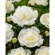 Piwonia, Paeonia - Duchesse de Nemours - sadzonka