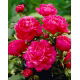 Piwonia, Paeonia - Kansas - sadzonka