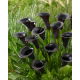 Calla Cantor