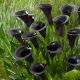 Calla Cantor